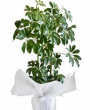 Şeflora
